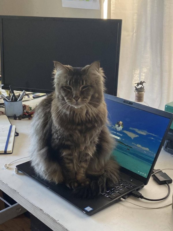 Photos For Cats Lovers (36 pics)