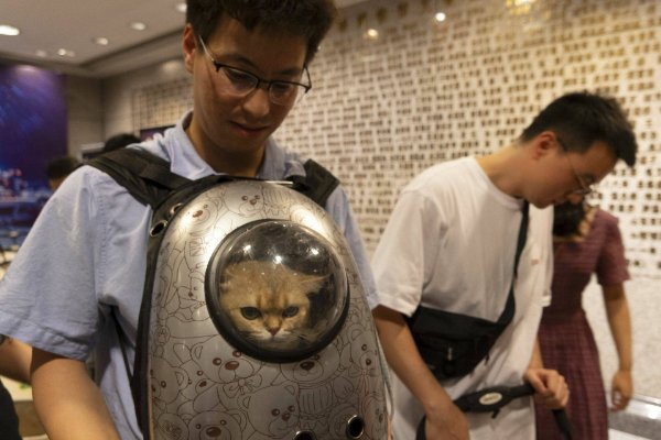 Photos For Cats Lovers (36 pics)