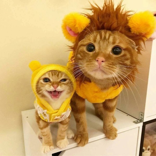 Photos For Cats Lovers (36 pics)