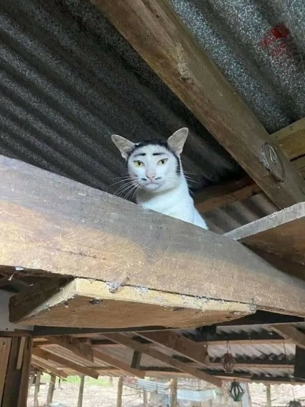 Photos For Cats Lovers (36 pics)