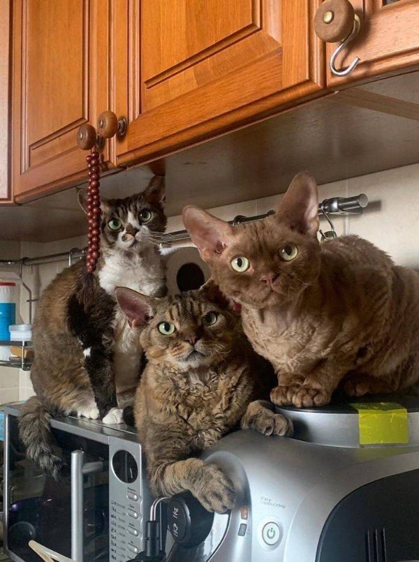 Photos For Cats Lovers (36 pics)