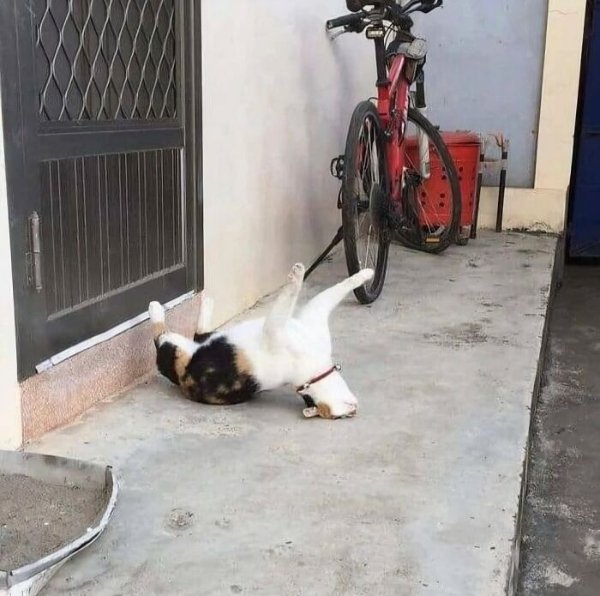 Photos For Cats Lovers (36 pics)