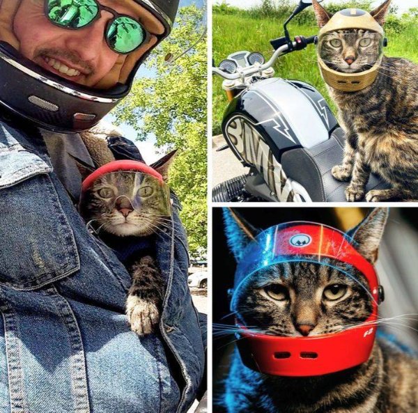 Photos For Cats Lovers (36 pics)
