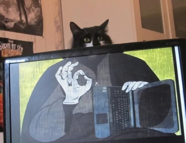 Photos For Cats Lovers (36 pics)