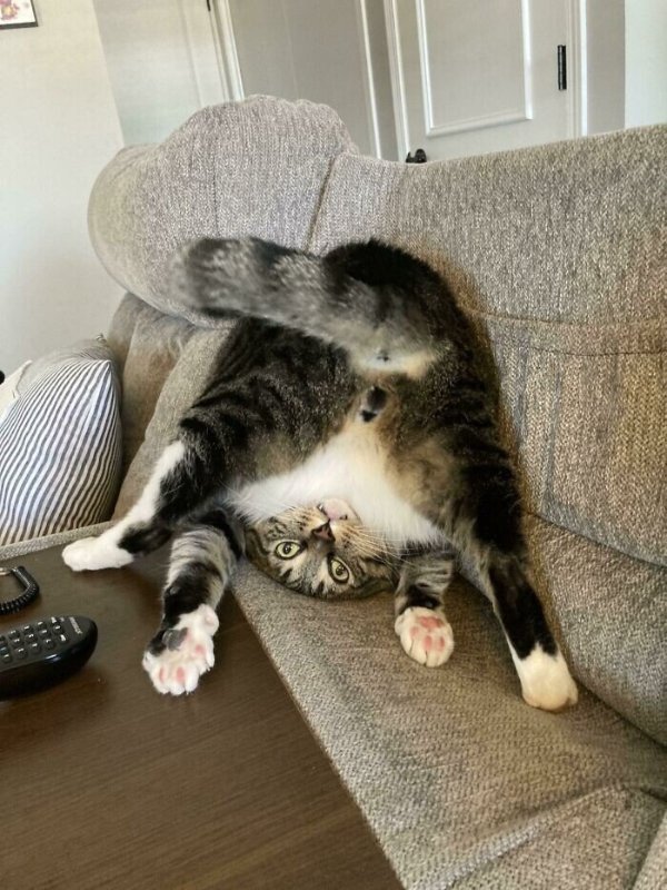 Photos For Cats Lovers (36 pics)
