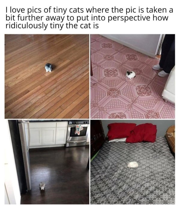 Photos For Cats Lovers (36 pics)