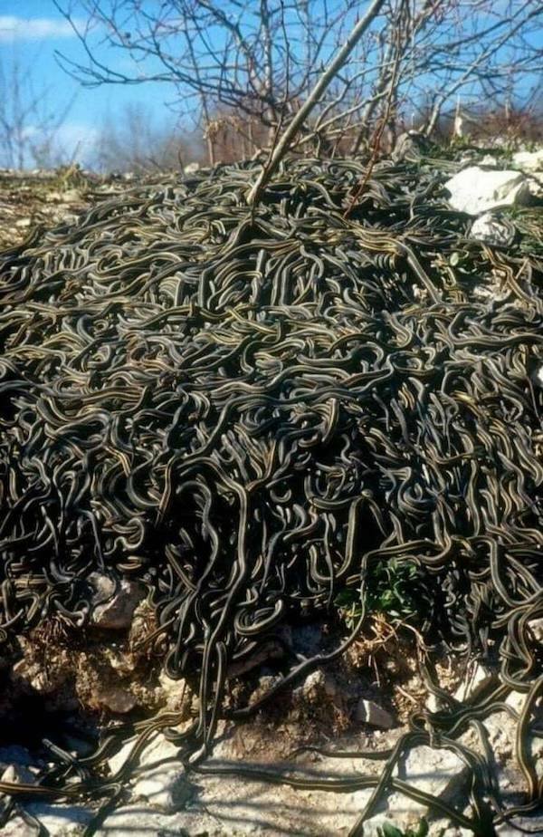 Scary Photos (25 pics)