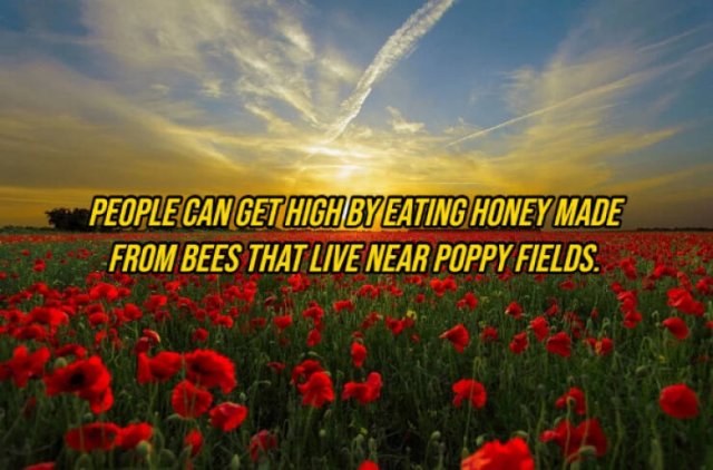 Random Facts (14 pics)
