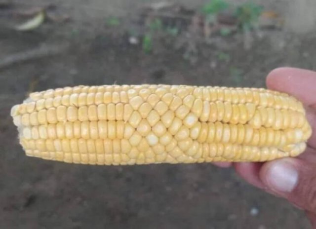 Strange Finds And Situations (25 pics)