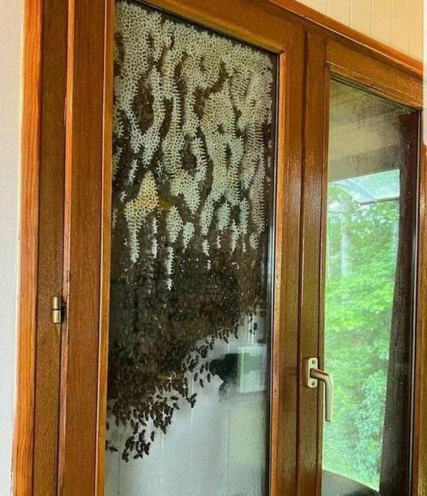 Scary Photos (25 pics)