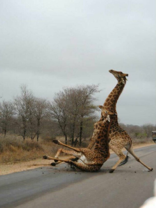 Funny Vacation Photos (22 pics)