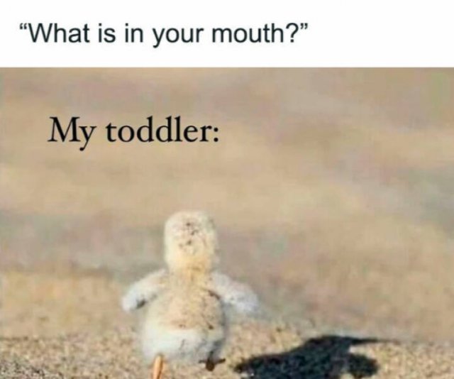 Family Memes (25 pics)