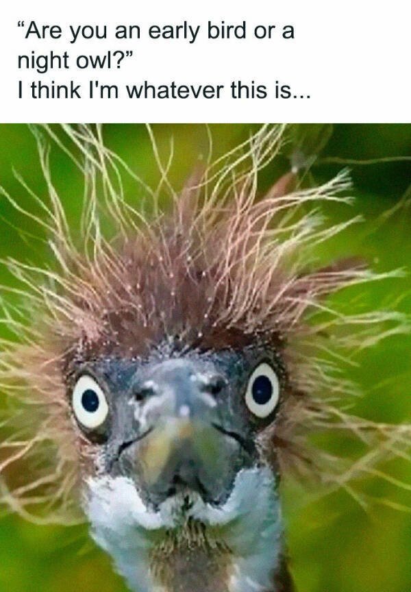 Family Memes (25 pics)