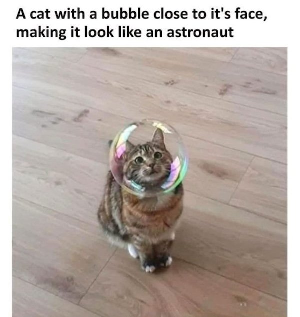 Memes For Cats Lovers (20 pics)