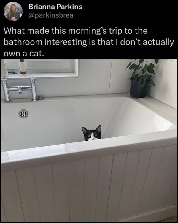 Memes For Cats Lovers (20 pics)