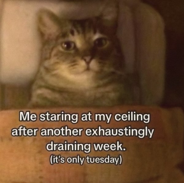 Memes For Cats Lovers (20 pics)