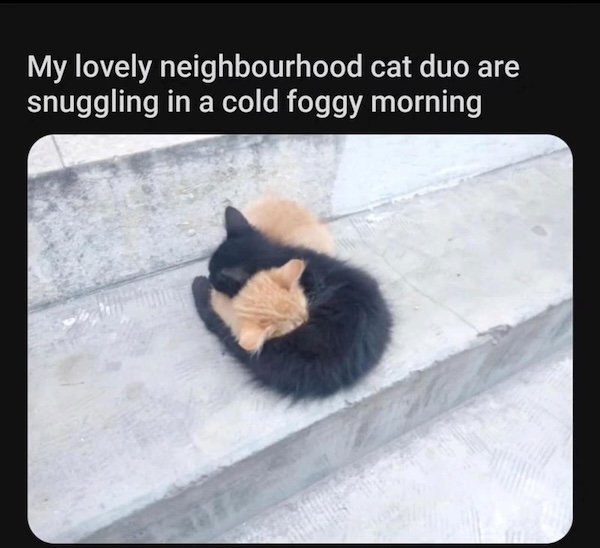 Memes For Cats Lovers (20 pics)