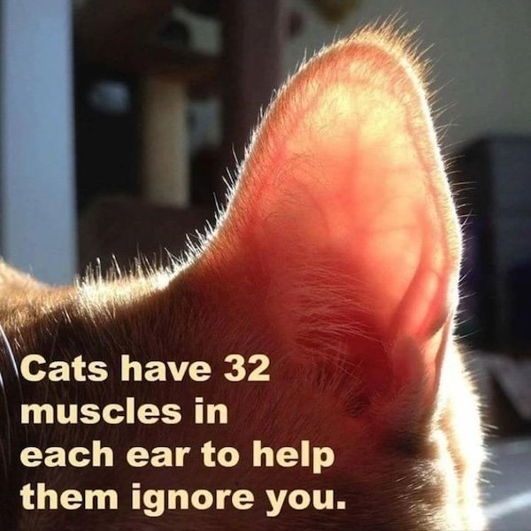Memes For Cats Lovers (20 pics)