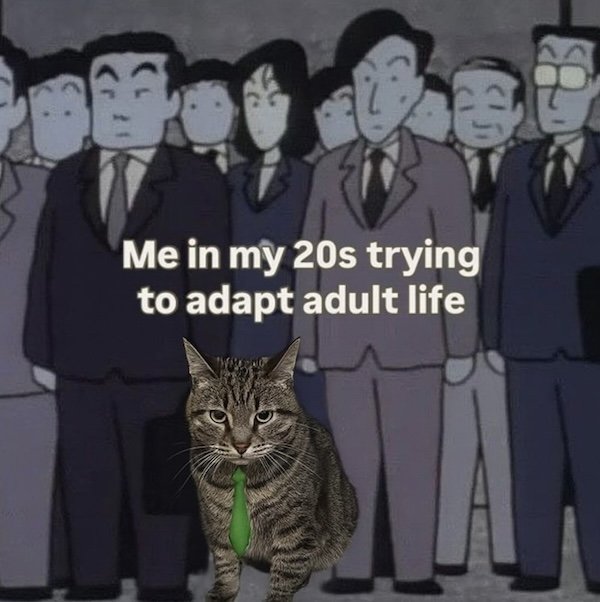 Memes For Cats Lovers (20 pics)