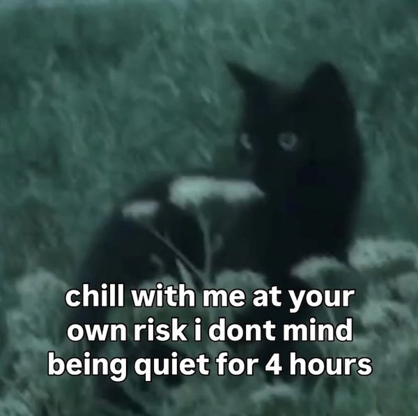 Memes For Cats Lovers (20 pics)