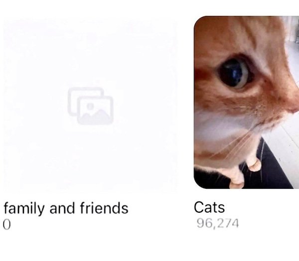 Memes For Cats Lovers (20 pics)