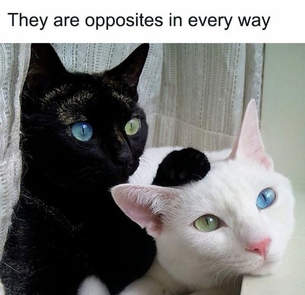 Memes For Cats Lovers (20 pics)