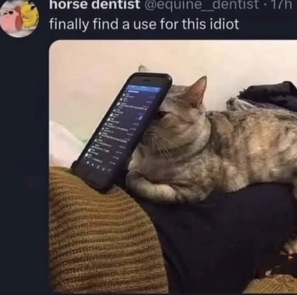 Memes For Cats Lovers (20 pics)
