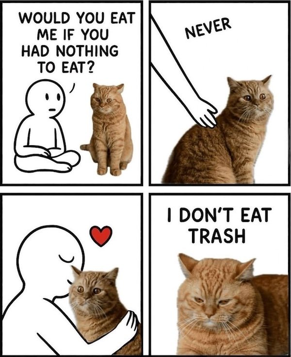 Memes For Cats Lovers (20 pics)