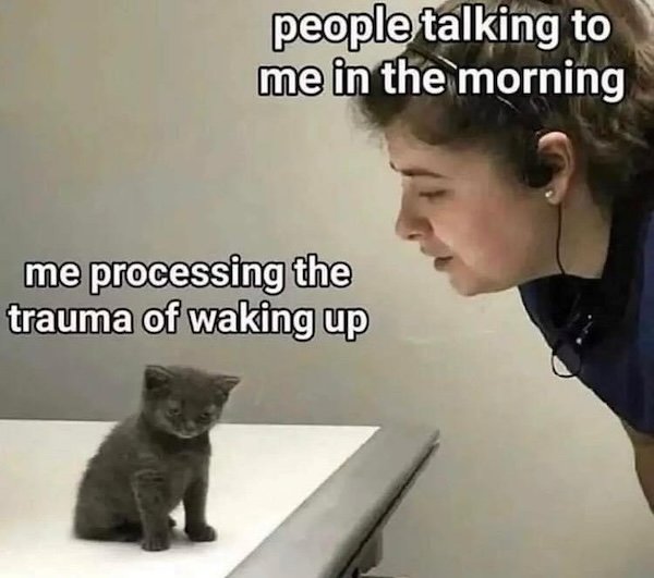 Memes For Cats Lovers (20 pics)