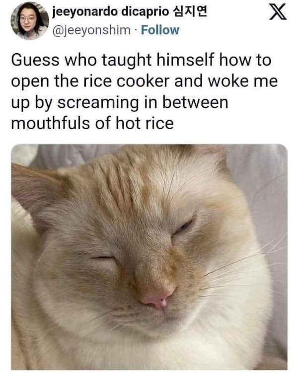 Memes For Cats Lovers (20 pics)