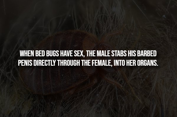 Creepy Facts (14 pics)