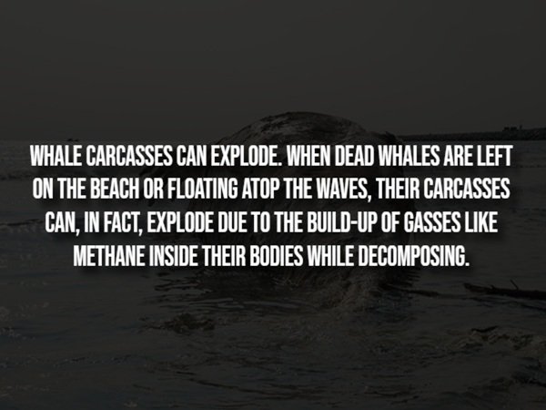 Creepy Facts (14 pics)