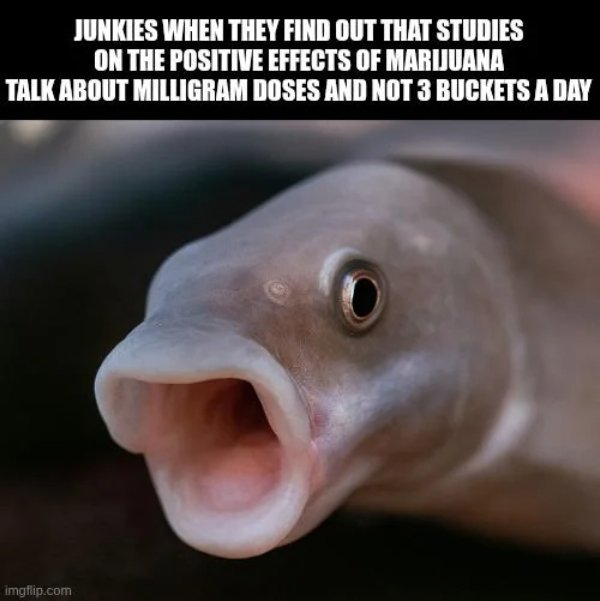 Random Memes (24 pics)