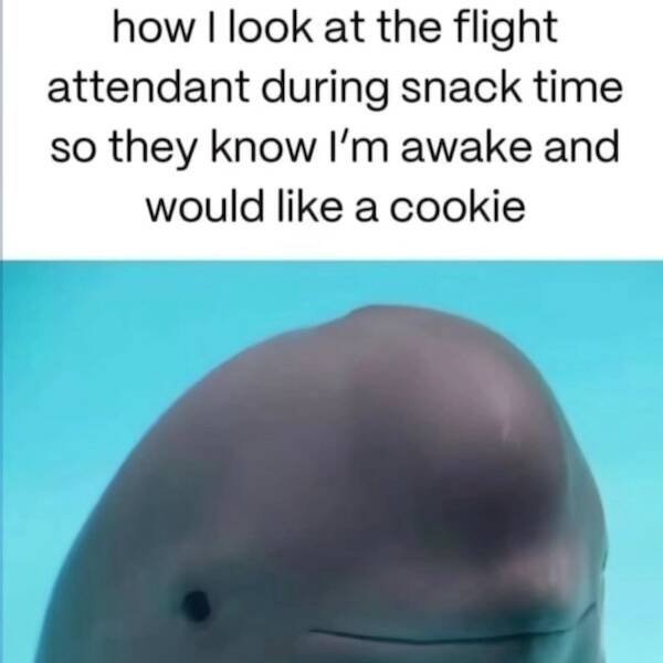 Truthful Memes (34 pics)