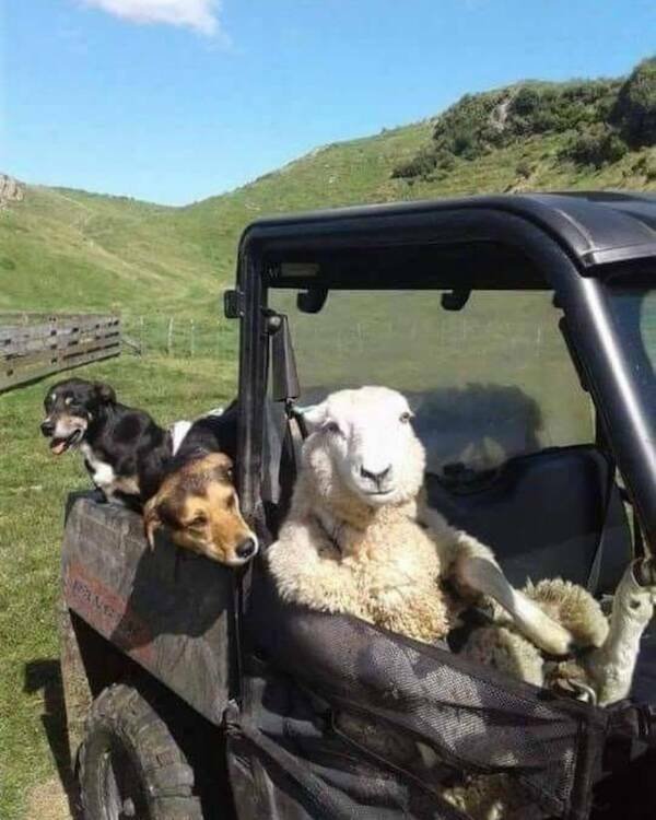 Jokes And Photos For Good Mood (18 pics)