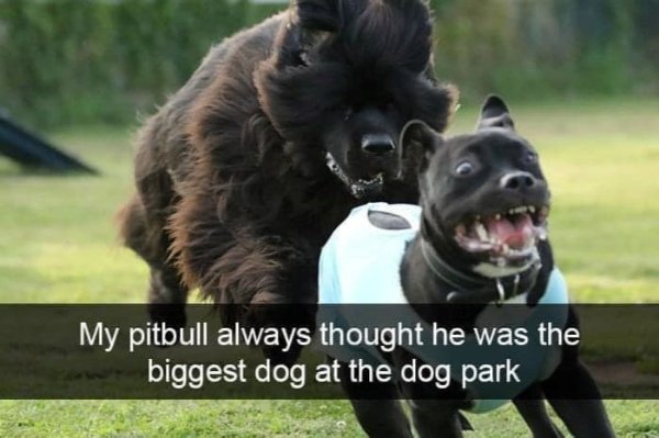 Random Jokes (35 pics)