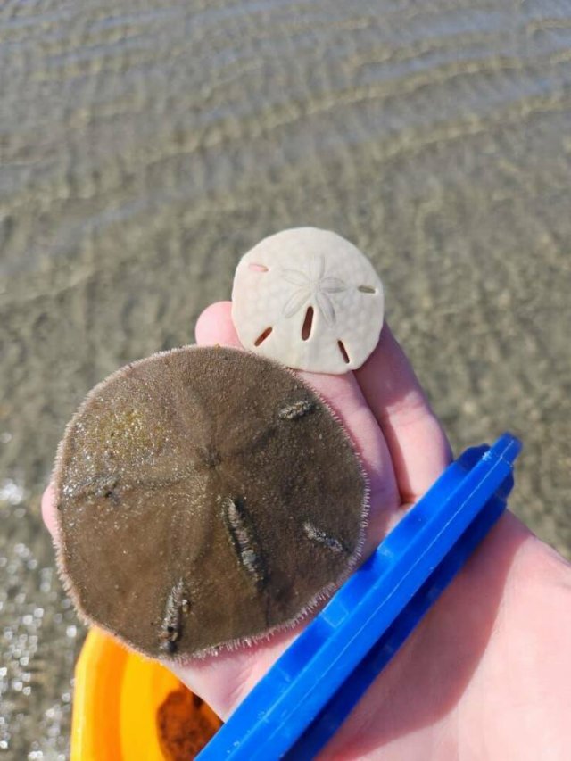 Unusual Things And Finds (21 pics)