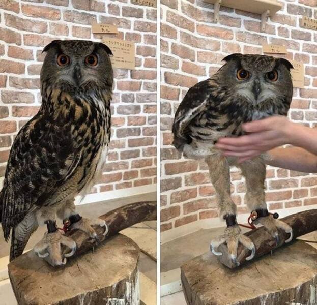 Unusual Things And Finds (21 pics)