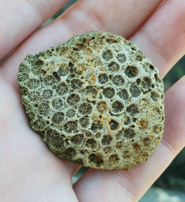 Unusual Finds On The Beach (20 pics)