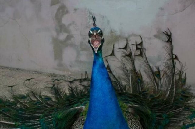 Positive Photos For A Good Mood (27 pics)