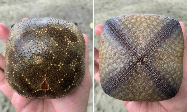 Unusual Finds On The Beach (20 pics)