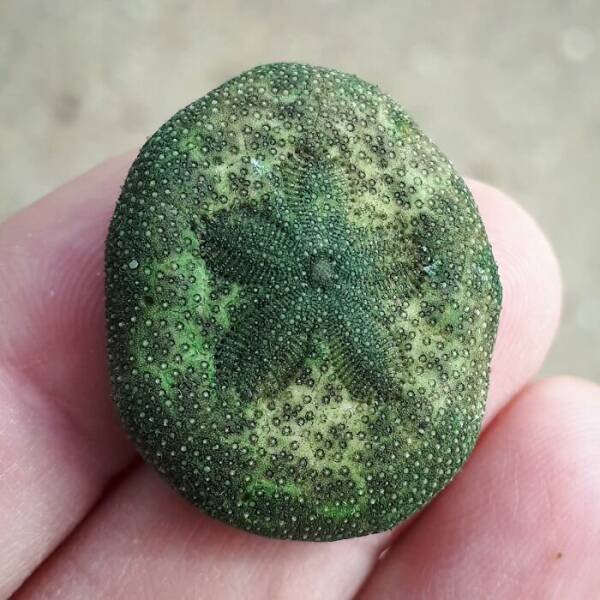 Unusual Finds On The Beach (20 pics)
