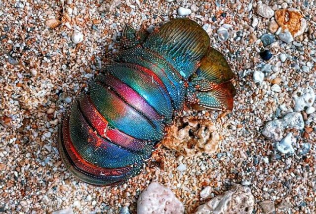 Unusual Finds On The Beach (20 pics)