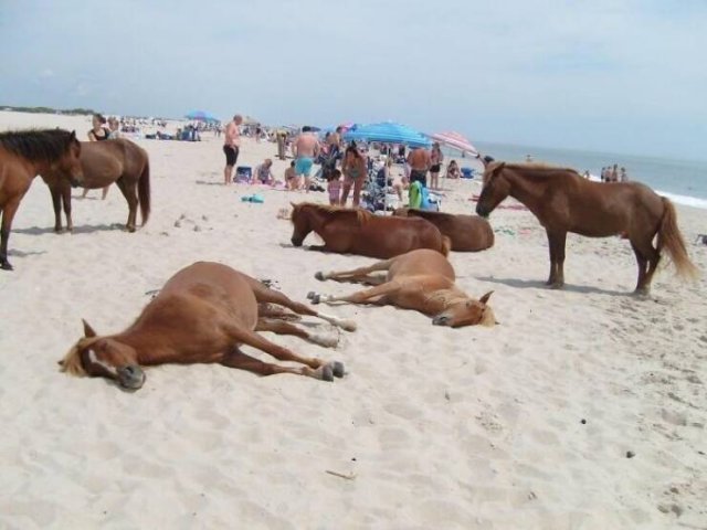 Unusual Finds On The Beach (20 pics)