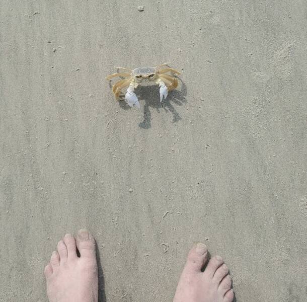 Unusual Finds On The Beach (20 pics)