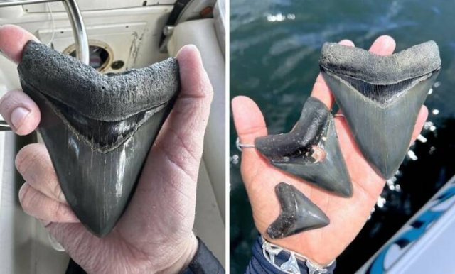 Unusual Finds On The Beach (20 pics)