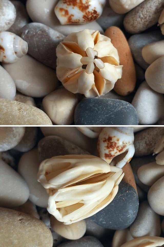 Unusual Finds On The Beach (20 pics)