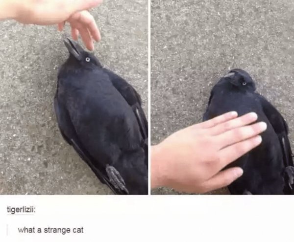 Funny Memes (22 pics)