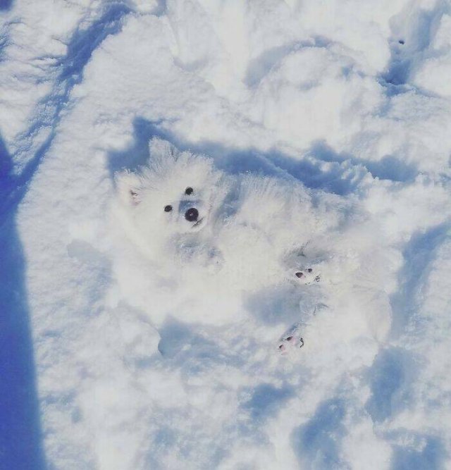 Accidental Camouflage (24 pics)