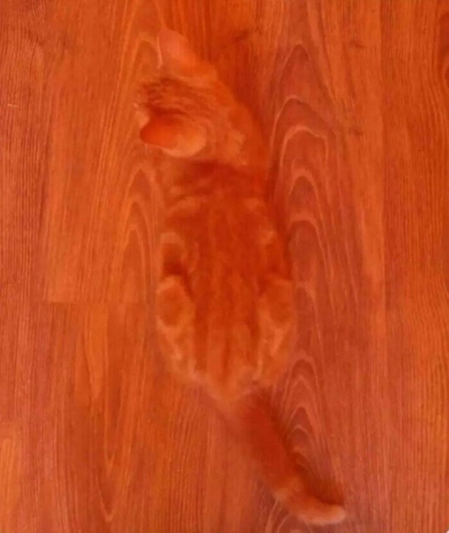 Accidental Camouflage (24 pics)